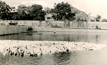 60年：激情與奮進的故事